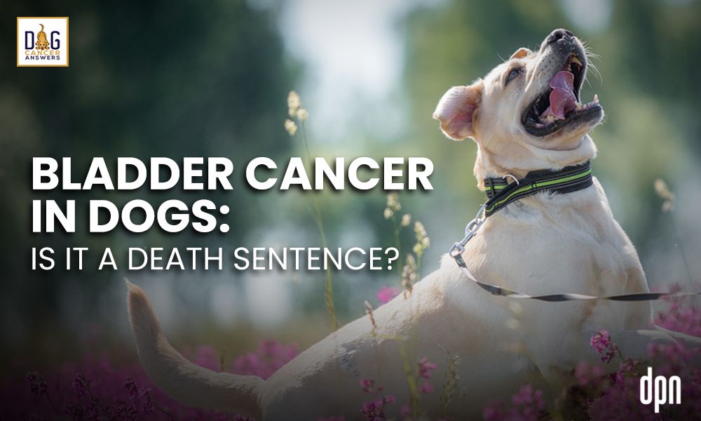 Bladder Cancer in Dogs - Is It a Death Sentence