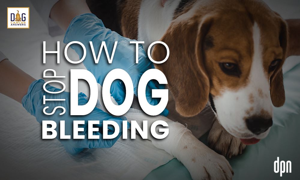 How to Stop Dog Bleeding