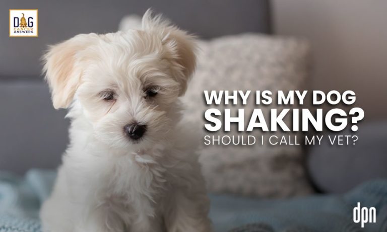 why-is-my-dog-shaking-should-i-call-my-vet-dr-nancy-reese-deep