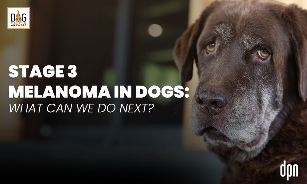 Stage 3 Melanoma in Dogs- What Can We Do Next