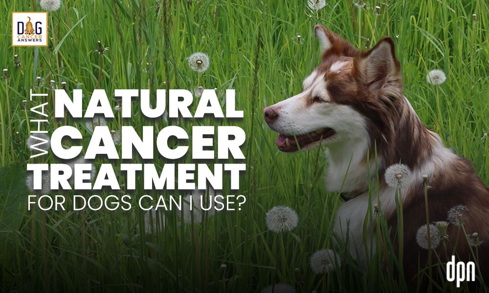 What Natural Cancer Treatment for Dogs Can I Use