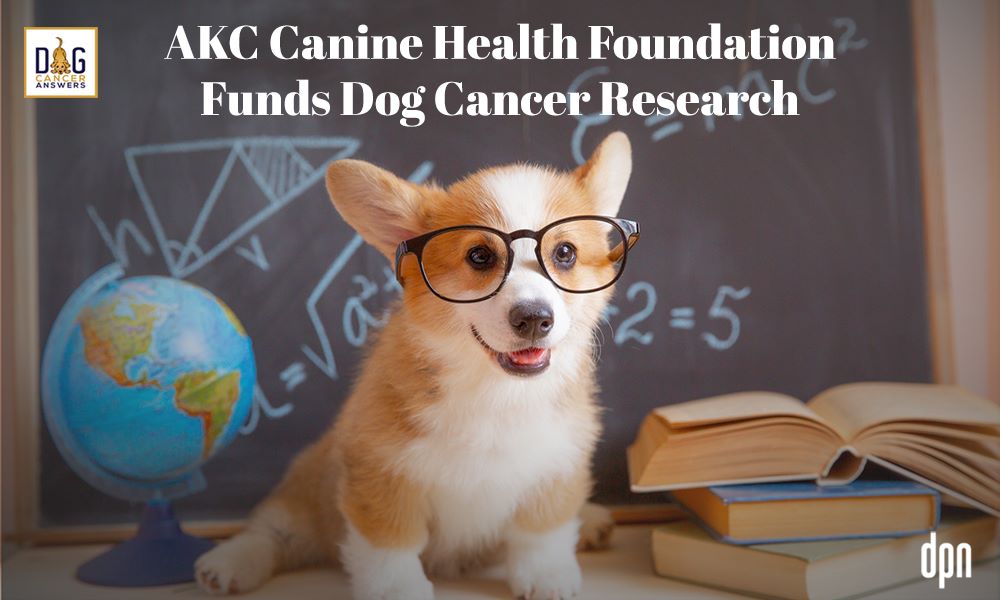 AKC Canine Health Foundation Funds Dog Cancer Research
