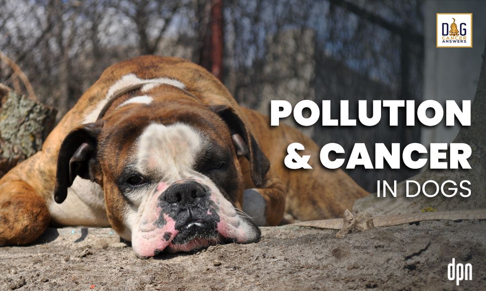 Pollution and Cancer in Dogs