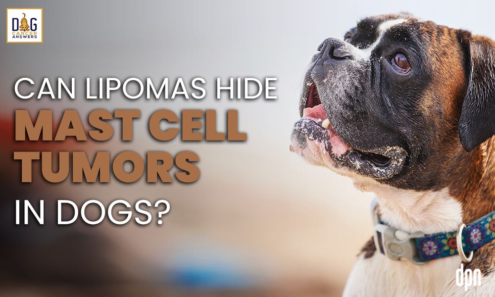 Can Lipomas Hide Mast Cell Tumors in Dogs