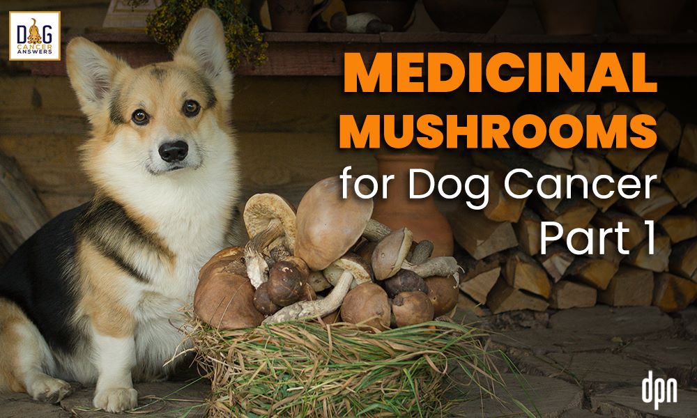 Medicinal Mushrooms for Dog Cancer Part 1