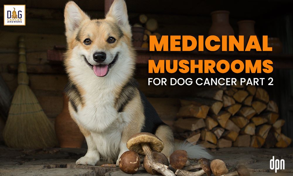 Medicinal Mushrooms for Dog Cancer Part 2