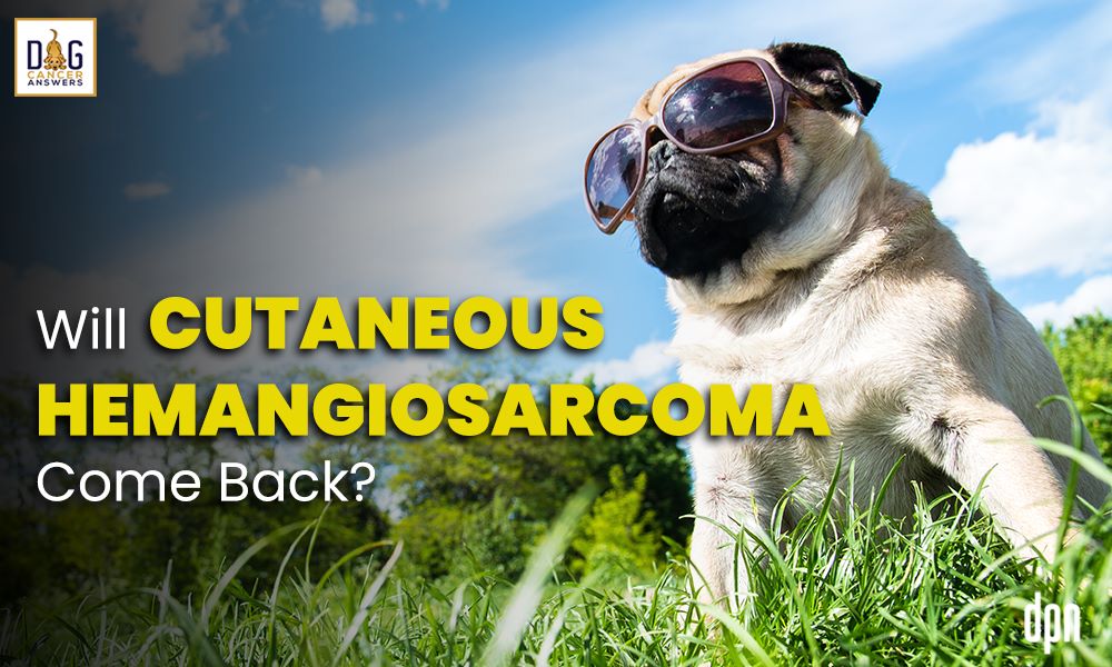 Will Cutaneous Hemangiosarcoma Come Back