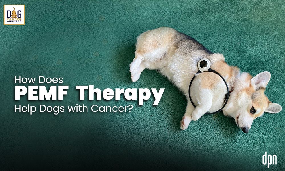 How Does PEMF Therapy Help Dogs with Cancer