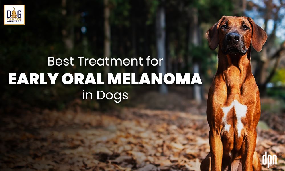 Best Treatment For Early Oral Melanoma In Dogs Dr Brooke Britton 