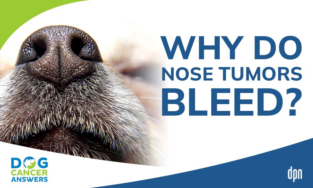 Why Do Nose Tumors Bleed?