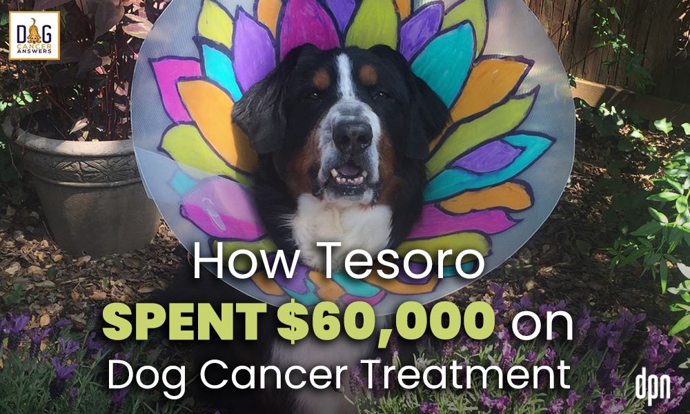 How Tesoro Spent $60,000 on Dog Cancer Treatment