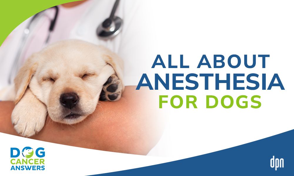 All About Anesthesia for Dogs