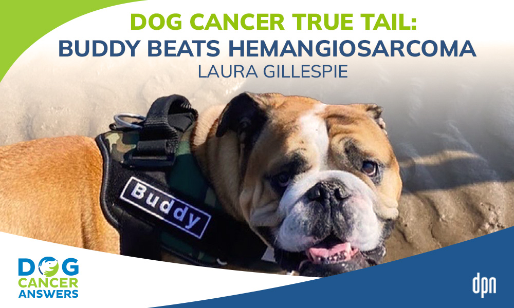 Dog Cancer True Tail - Buddy Beats Hemangiosarcoma